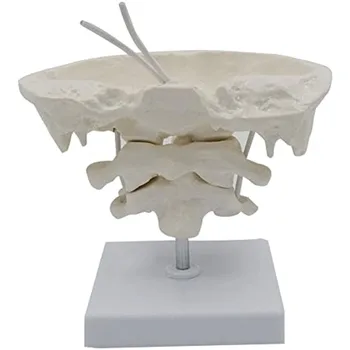 1,5 x Mărire Umane coloanei Vertebrale Cervicale Osul Occipital Anatomie Modelul Medical de Predare Ajutor pentru Formare