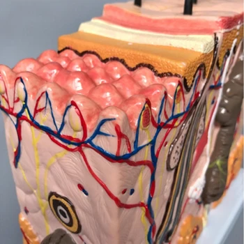 35X 50X Profesionale Știința Medicală Model de Piele Umană Anatomie Straturi de Păr Țesut Structură Internă pentru Instruire