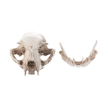 Cat realist Craniu, Rășină Cap de Schelet Model la Scară Decoratiuni, 6.5 x 6.5 x 9cm