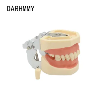 DARHMMY Dentare modelul 28 Dinti model de mestecat dinți de Predare Modelul Standard Dentare Typodont Model Demonstrativ Cu Detașabil