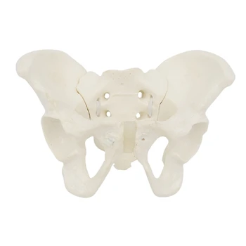 Dimensiunea de viață de sex Feminin Pelvis Model Flexibil de Anatomie Model, Hip Osul Pelvian Anatomice Model pentru Educația științifică Moașă