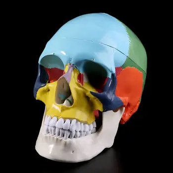 Dropship Dimensiunea De Viață Pline De Culoare Craniu Uman Model Anatomice Anatomie Medicale De Predare Schelet, Toate