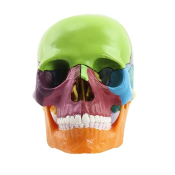 Educație Craniu Model 1:2 Pentru Student De Predare Studiu De Asamblare Model Durabil Multicolor