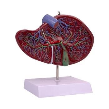 Ficat uman Anatomie Model pentru Boala de Studiu, Dimensiunea de Viață Ficat Model de Anatomie Prezinta Detalii de Sânge de Ficat Sistemului Vascular