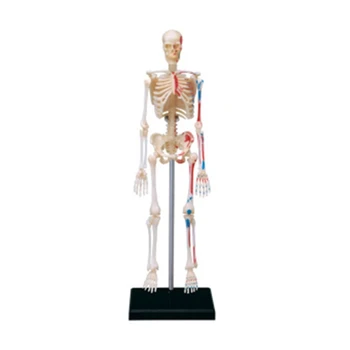 Schelet uman Model de Anatomie Mini Oase Umane Model Detasabil cu Brațele, Picioarele și să Stea Mici Schelet Anatomie Dropship