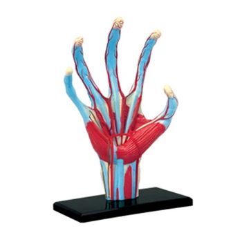 co231 Mâna Omului Scheletul Model Anatomice Model de Anatomie DIY Cadou Copii Puzzle