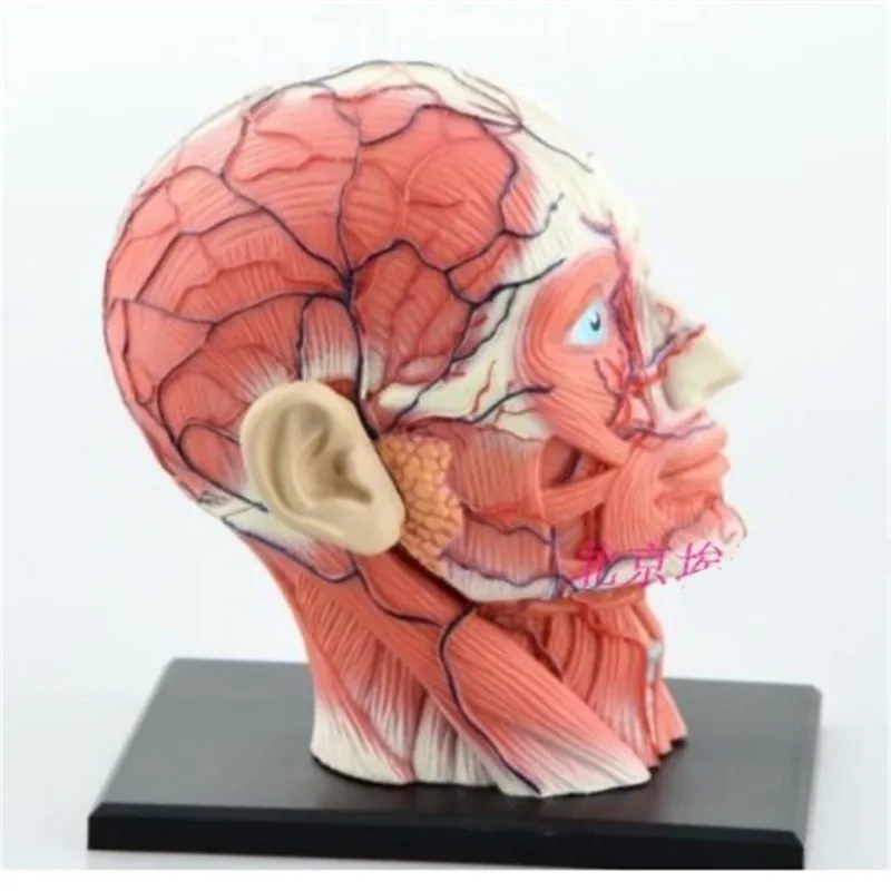 Mini cap, musculare, nervoase asamblare model Asamblat Anatomia Umană Model 14pcs Cadou pentru Copii Imagine 0