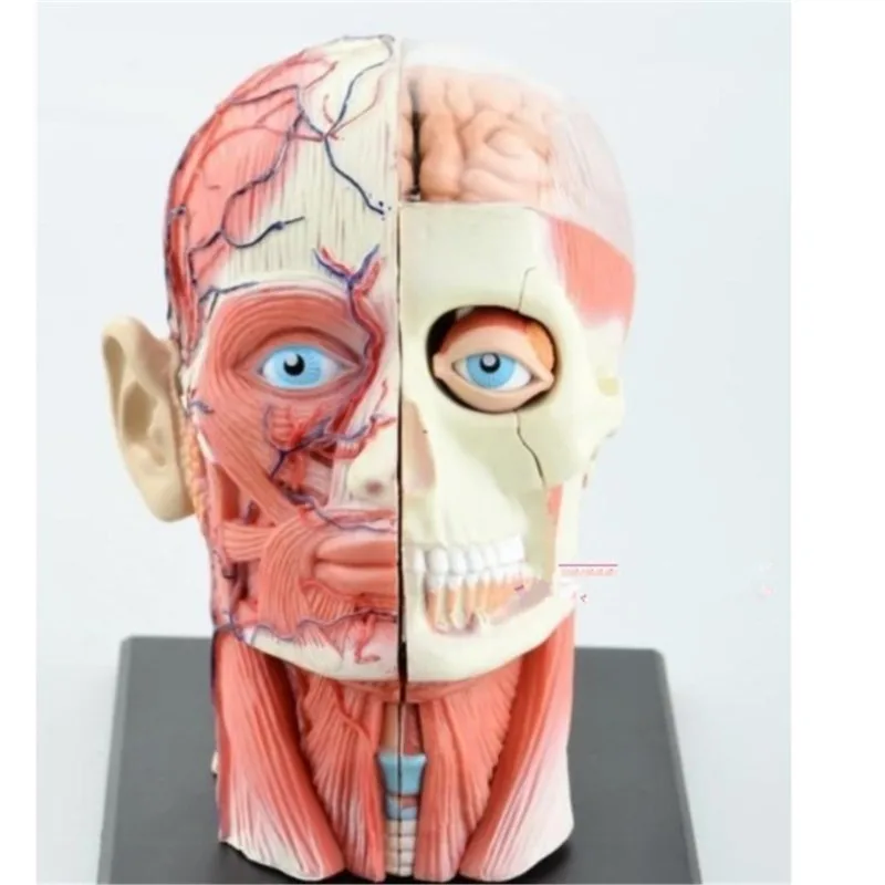 Mini cap, musculare, nervoase asamblare model Asamblat Anatomia Umană Model 14pcs Cadou pentru Copii Imagine 1
