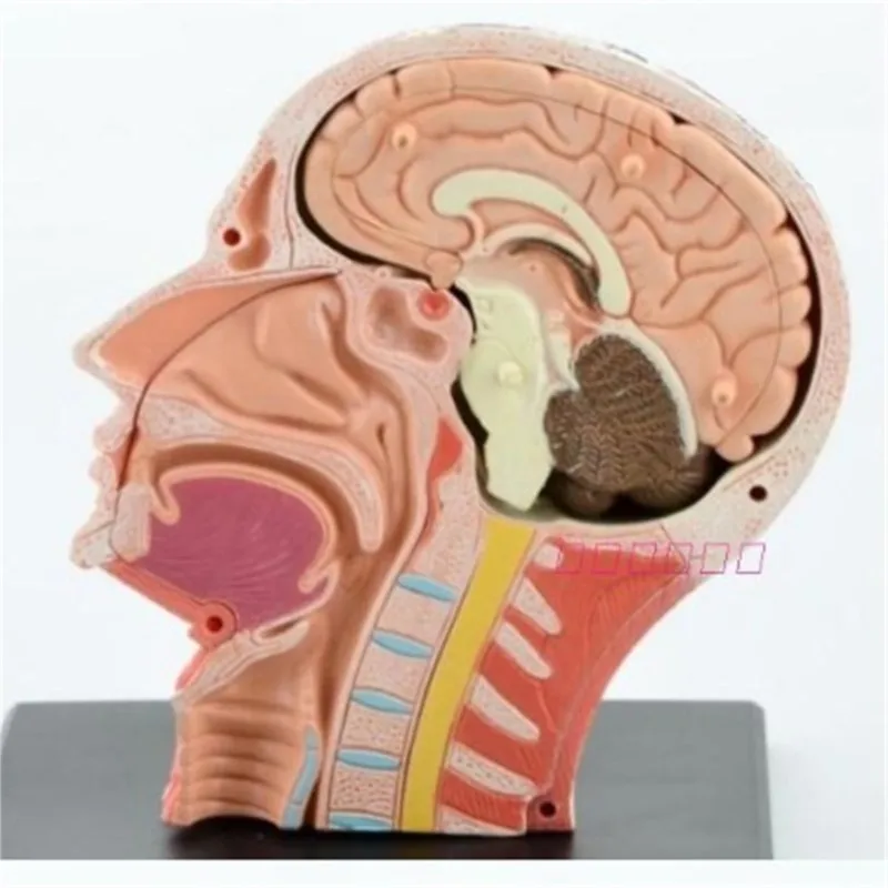 Mini cap, musculare, nervoase asamblare model Asamblat Anatomia Umană Model 14pcs Cadou pentru Copii Imagine 2