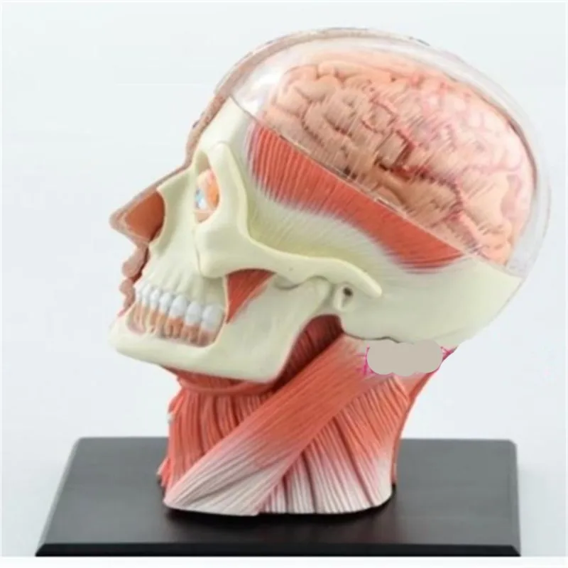 Mini cap, musculare, nervoase asamblare model Asamblat Anatomia Umană Model 14pcs Cadou pentru Copii Imagine 3